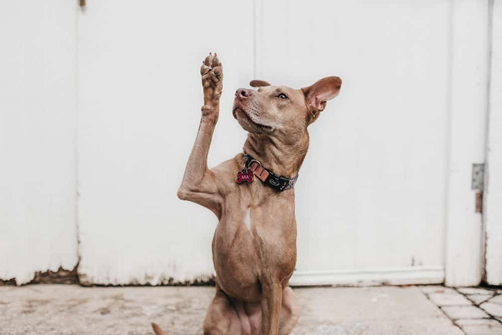 Dog with raised paw