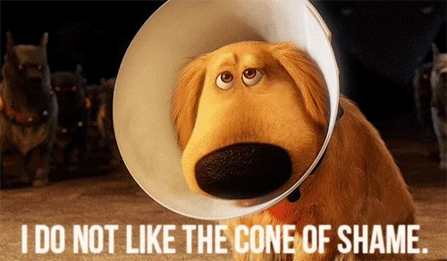 "I do not like the cone of shame"