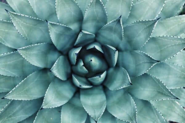 Succulent plant